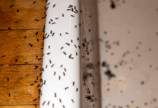 Best Exterminator Services  in Thornville, OH